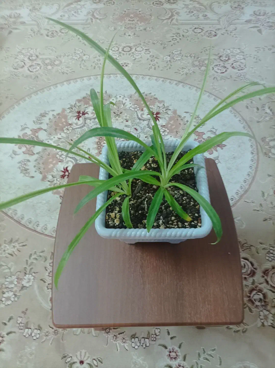 کادو روز مادر|گل و گیاه طبیعی|میبد, |دیوار