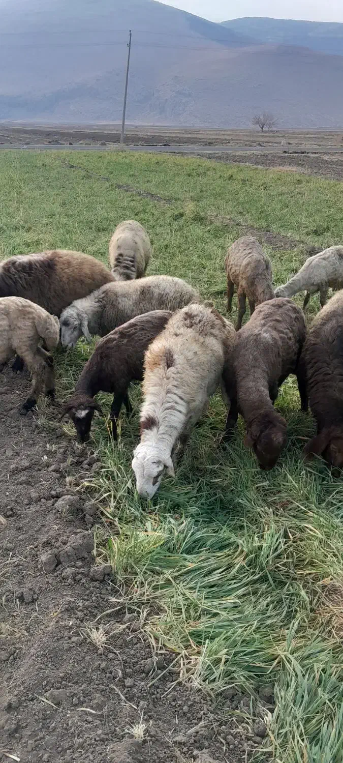 بره چاق ارگانیک|حیوانات مزرعه|دینور, |دیوار