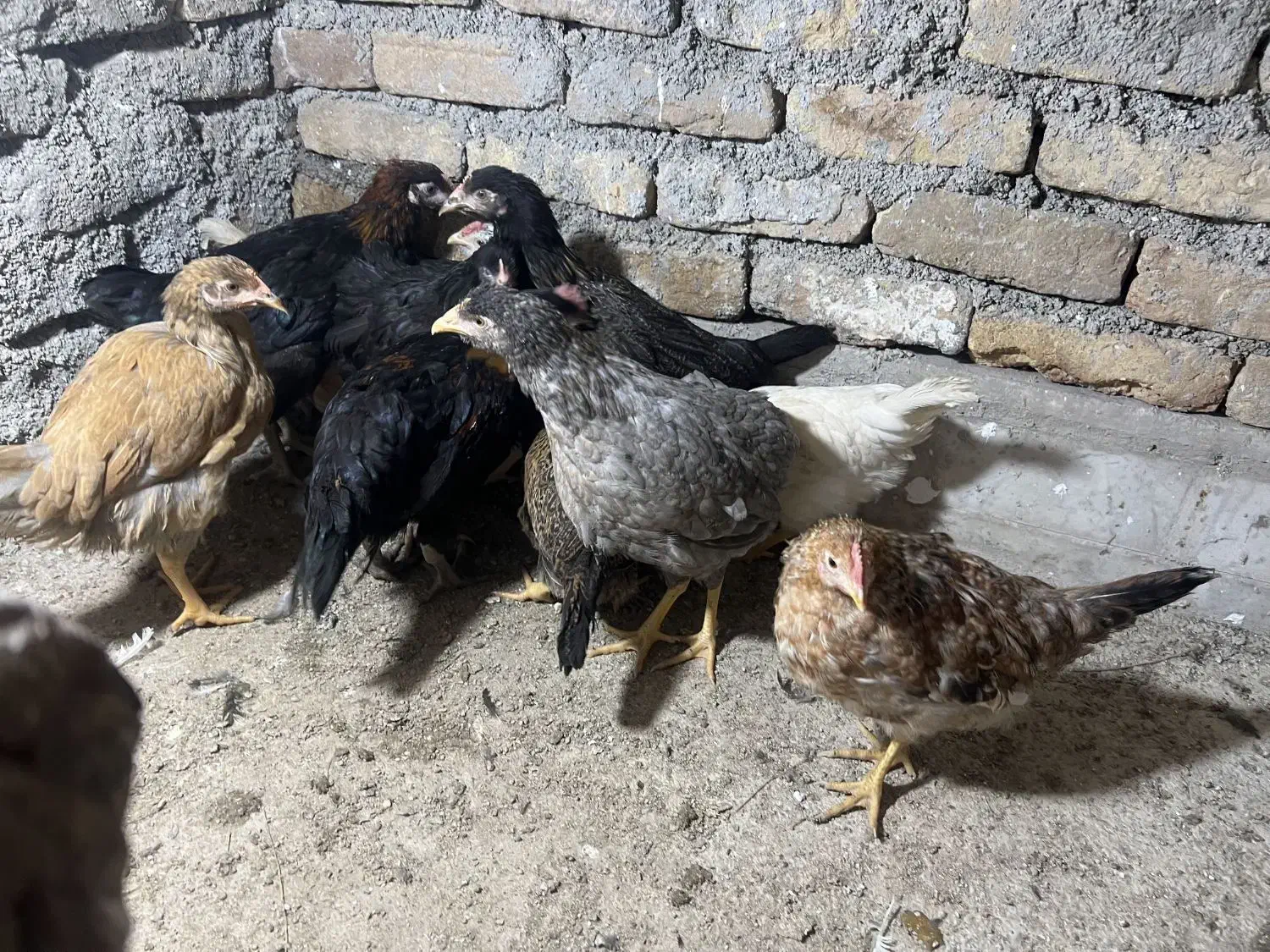 جوجه مرغ و خروس گلپایگانی|حیوانات مزرعه|پاکدشت, پاکدشت (مامازند)|دیوار