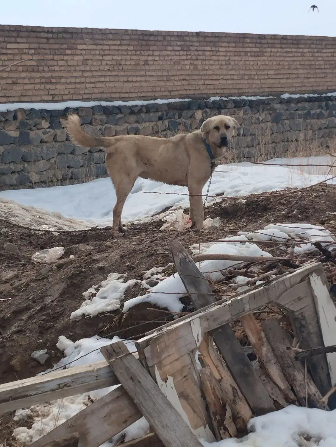 سگ عراقی پژدر|سگ|سلماس, |دیوار