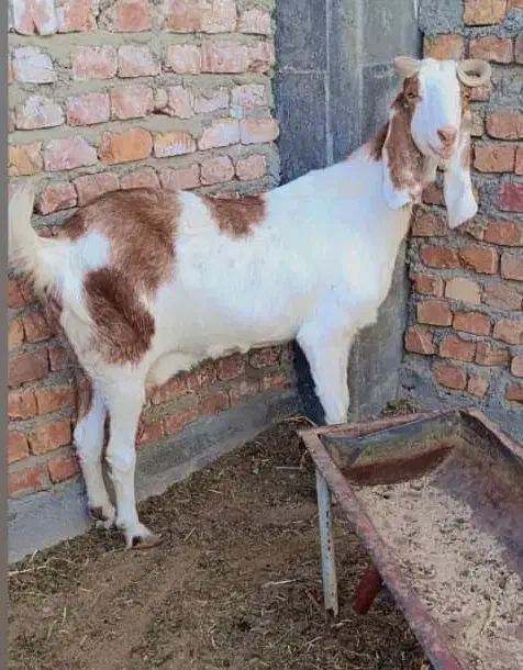 بز گلابی|حیوانات مزرعه|زاهدان, |دیوار