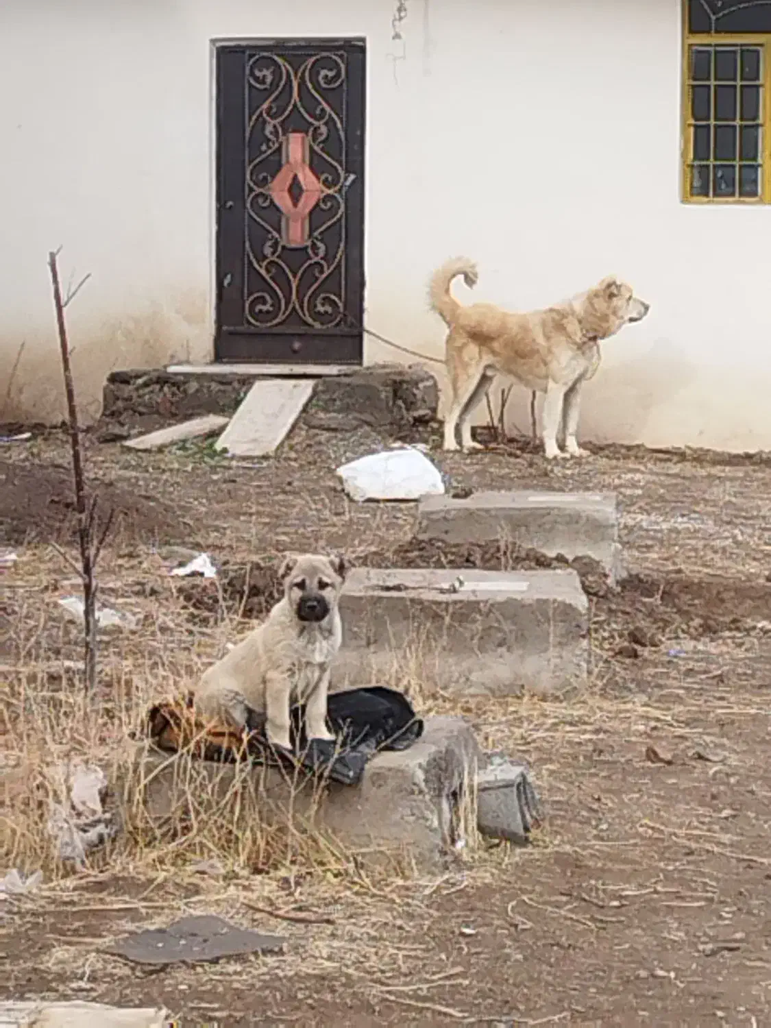 واگزاری توله سرابی نر 2 ماهه اصل|سگ|اردبیل, |دیوار