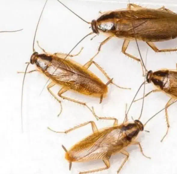 خدمات سمپاشی منزل|خدمات نظافت|گرگان, |دیوار