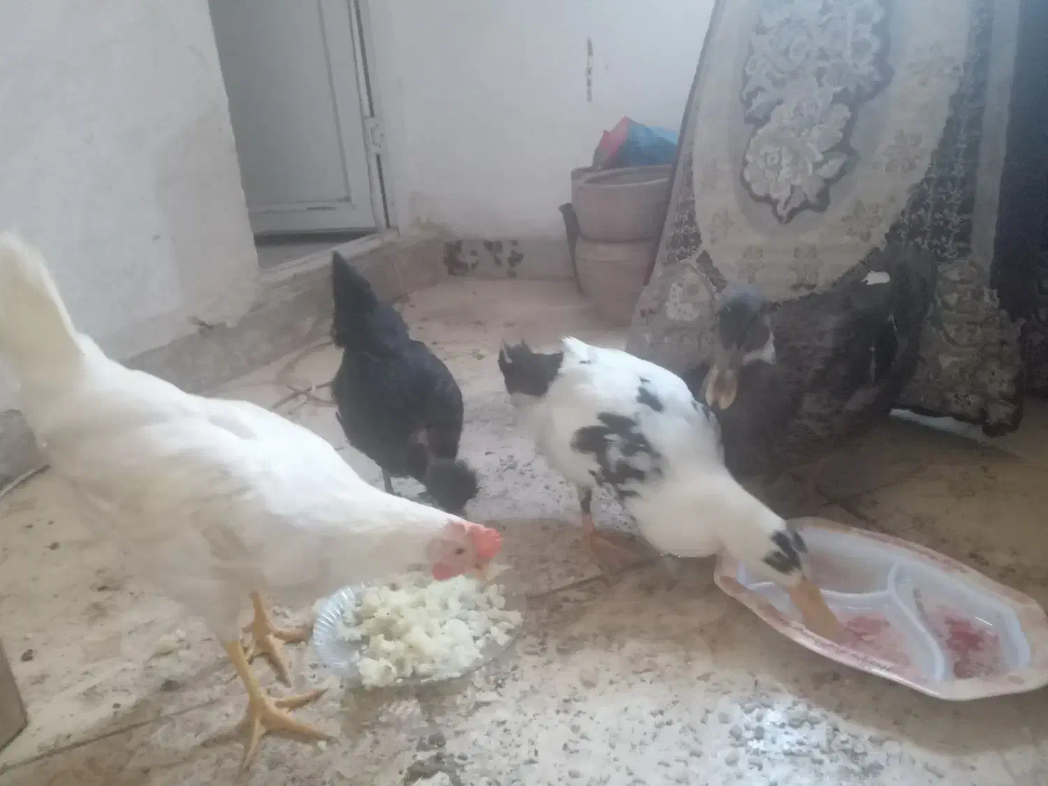 مرغ وخروس واردک|حیوانات مزرعه|قرچک, باقرآباد|دیوار