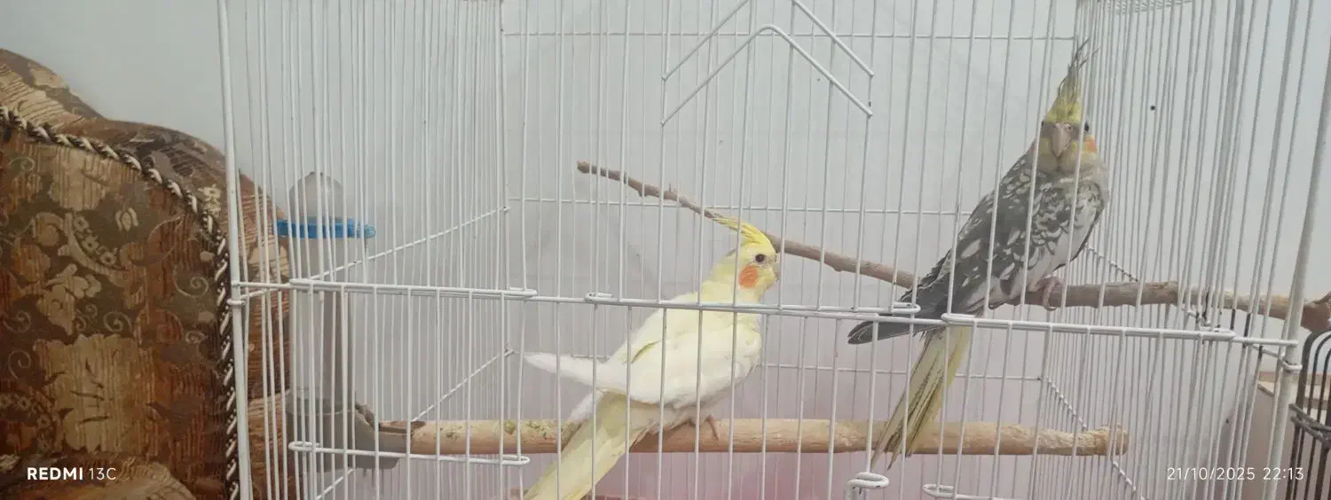 دو جفت عروس هلندی و پاریس|پرنده|سوسنگرد, |دیوار