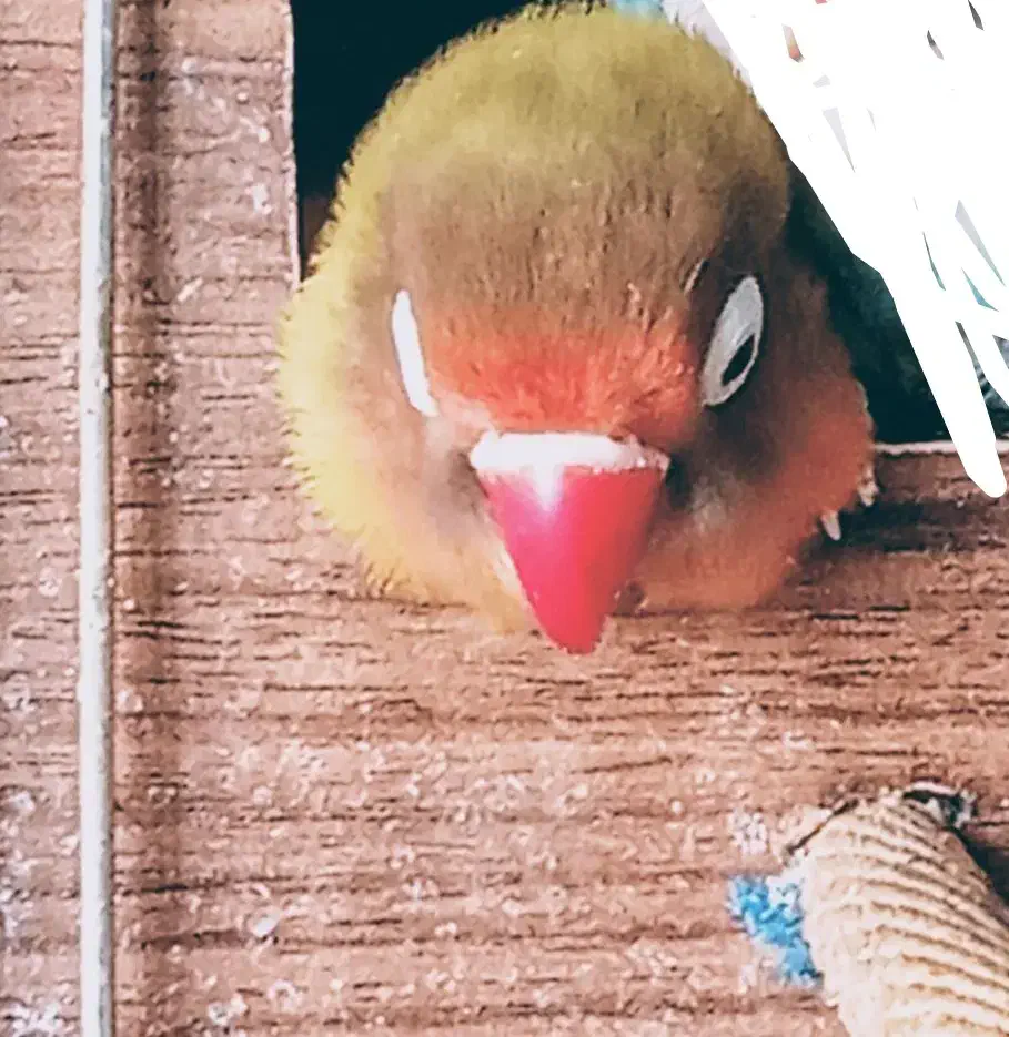 طوطی برلزیلی ماده|پرنده|پاکدشت, پاکدشت (مامازند)|دیوار