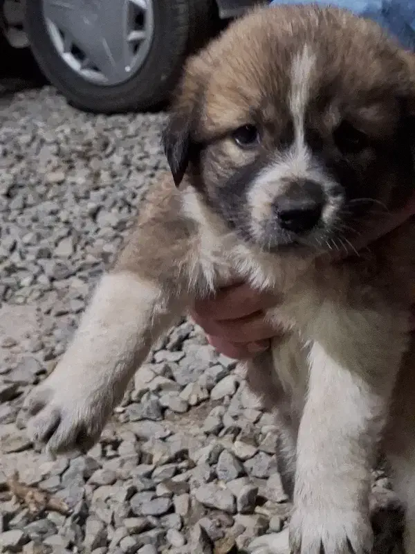 واگذاری نگهبان|سگ|گرگان, |دیوار