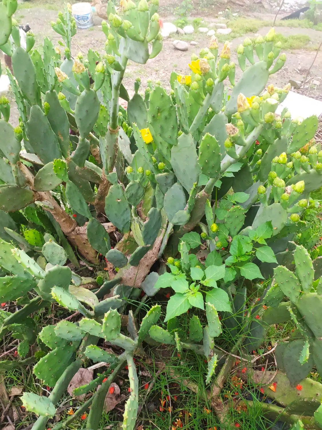 طبیعت گردی|گل و گیاه طبیعی|بومهن, |دیوار