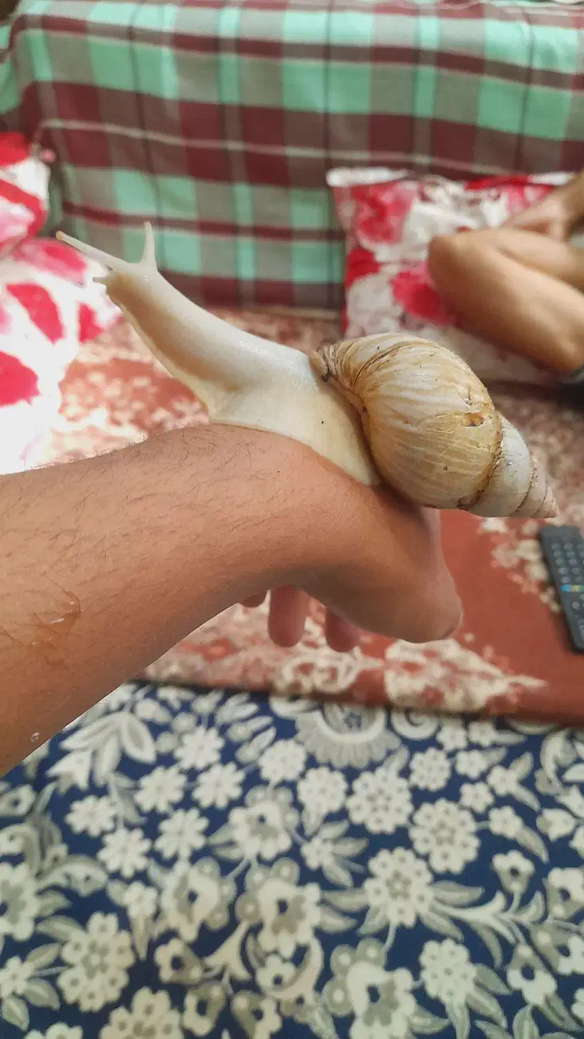 حلزون آلبینو ۲عدد مولد تخم هم دارن|خزنده|خوی, |دیوار