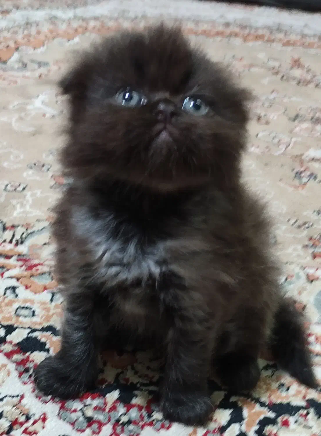 واگذاری گربه پرشین اسکاتیش بریتیش|گربه|مشهد, ابوذر|دیوار