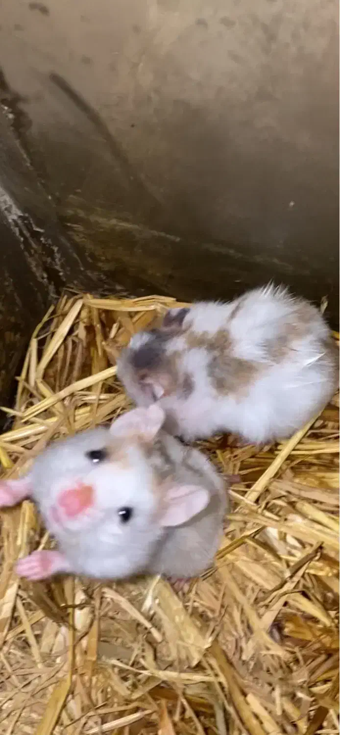 همستر خوشگل|موش و خرگوش|کرج, کمال‌شهر|دیوار