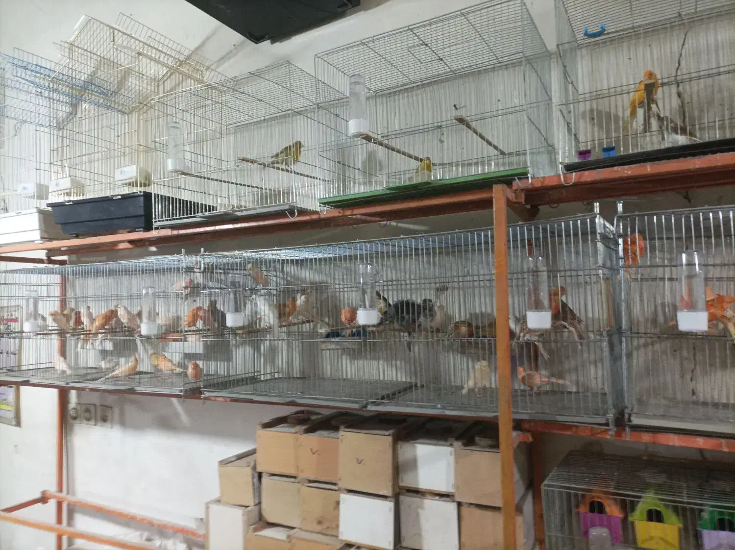 قناری پرنده سرای چکاوک|پرنده|خوی, |دیوار