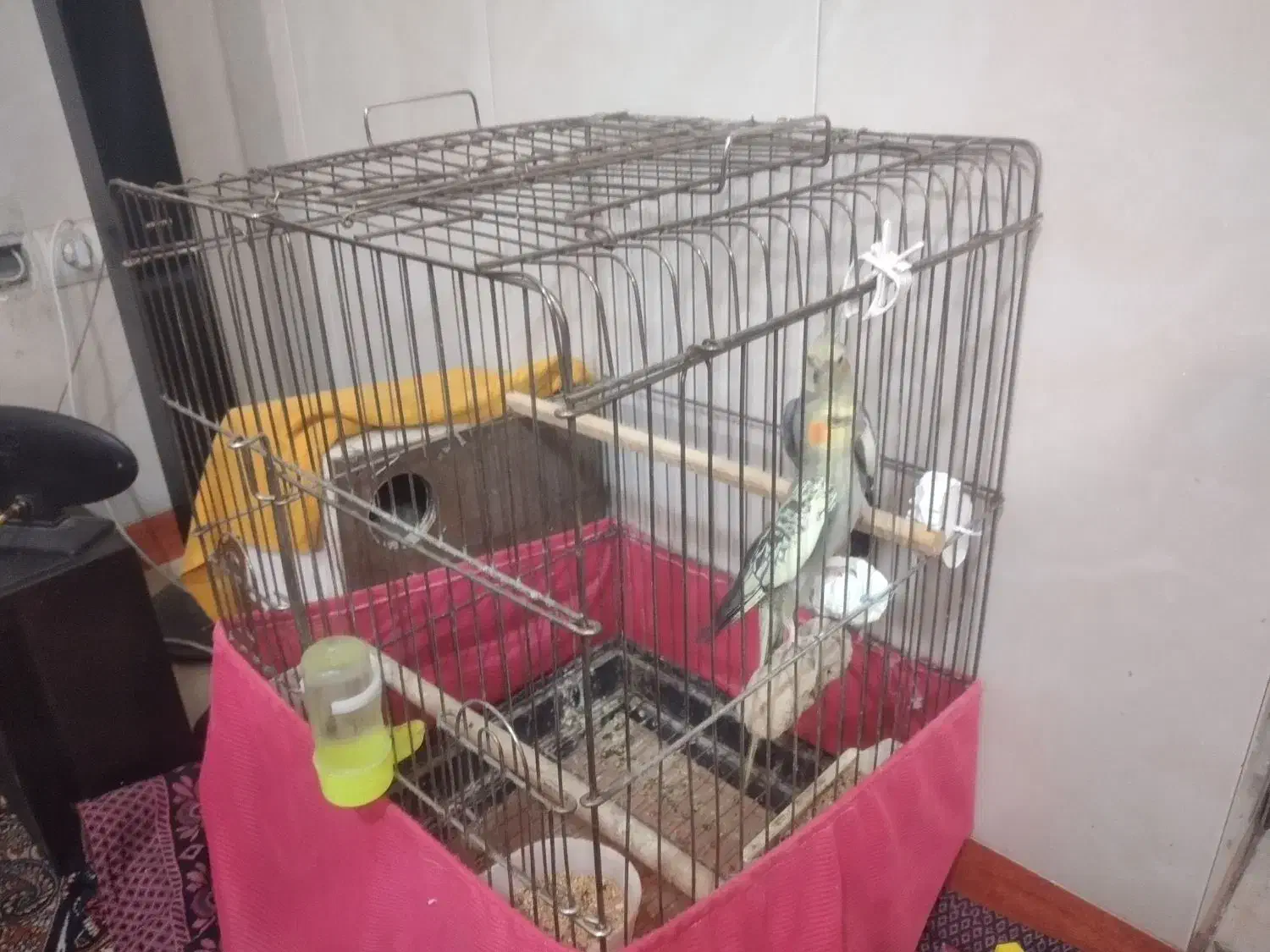 عروس هلندی|پرنده|پاکدشت, پاکدشت (مامازند)|دیوار