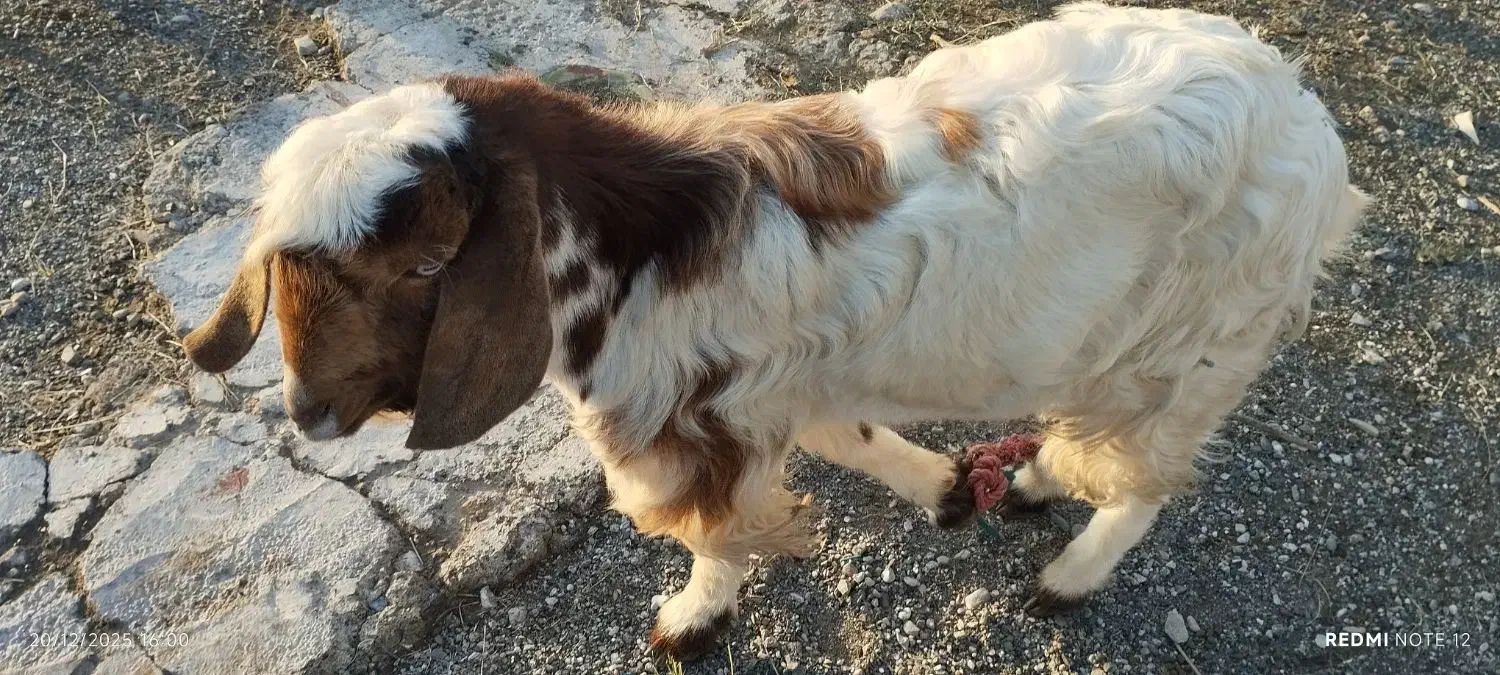 کهر نر|حیوانات مزرعه|رودان, |دیوار