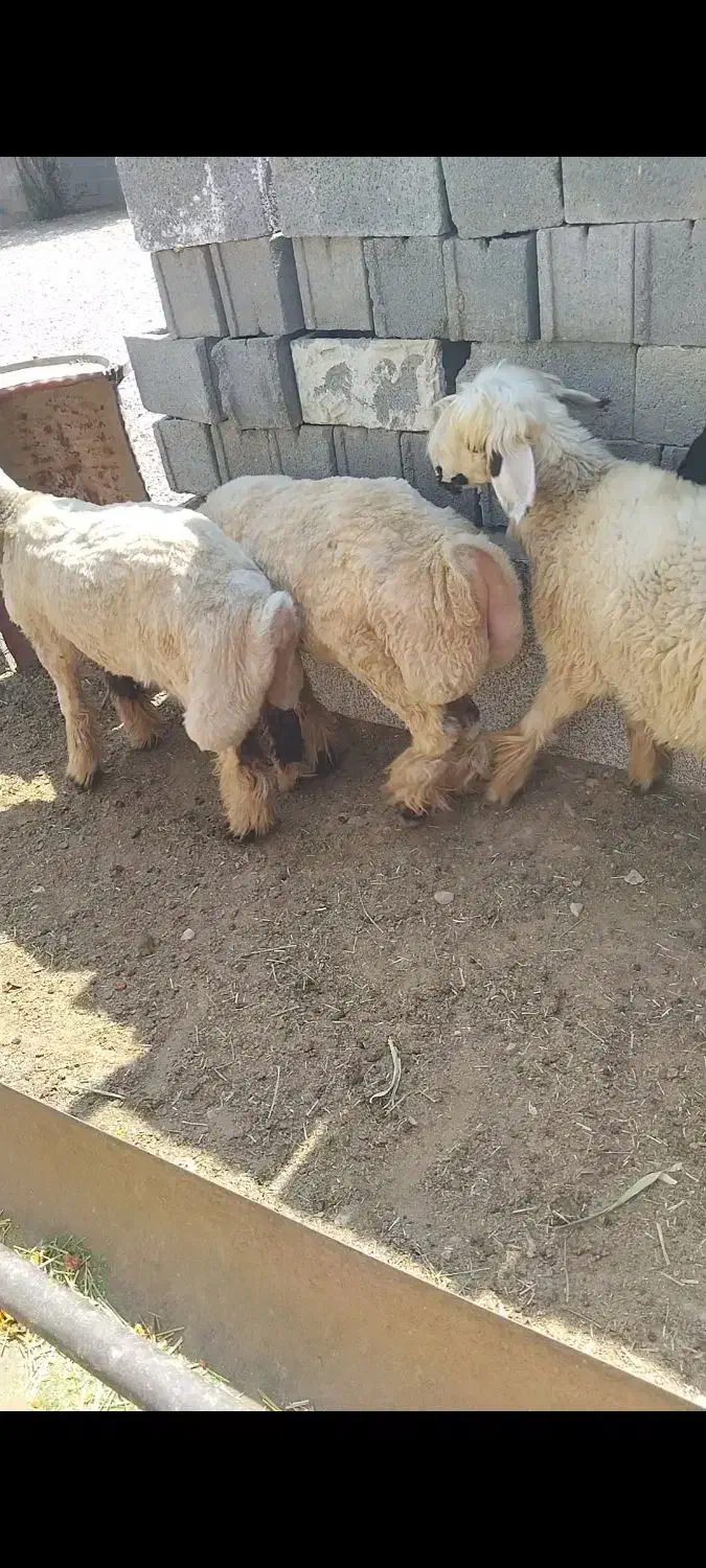 بره میش کهره بز چاق|حیوانات مزرعه|شیراز, داریون|دیوار