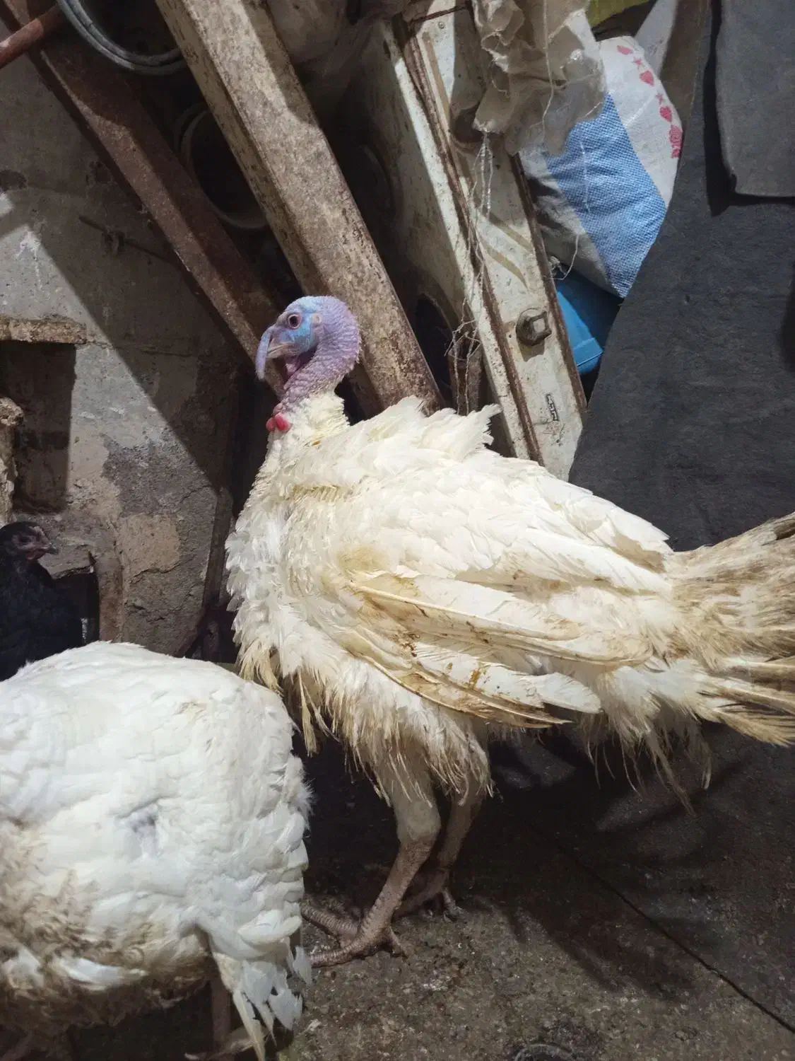 بوغلمون|حیوانات مزرعه|مشهد, شهید قربانی|دیوار