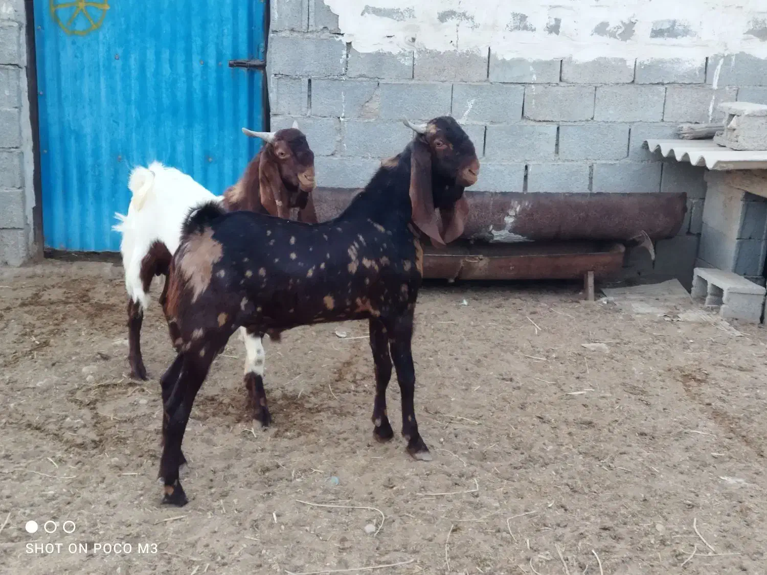 پازن|حیوانات مزرعه|برازجان, |دیوار