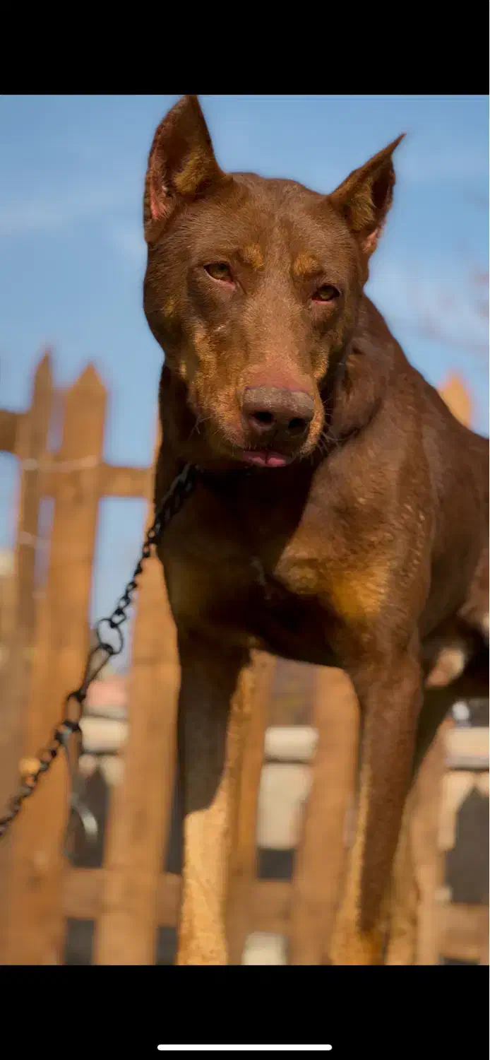 دوبرمن سگ نگهبان گارد روتوایلر|سگ|تهران, توحید|دیوار
