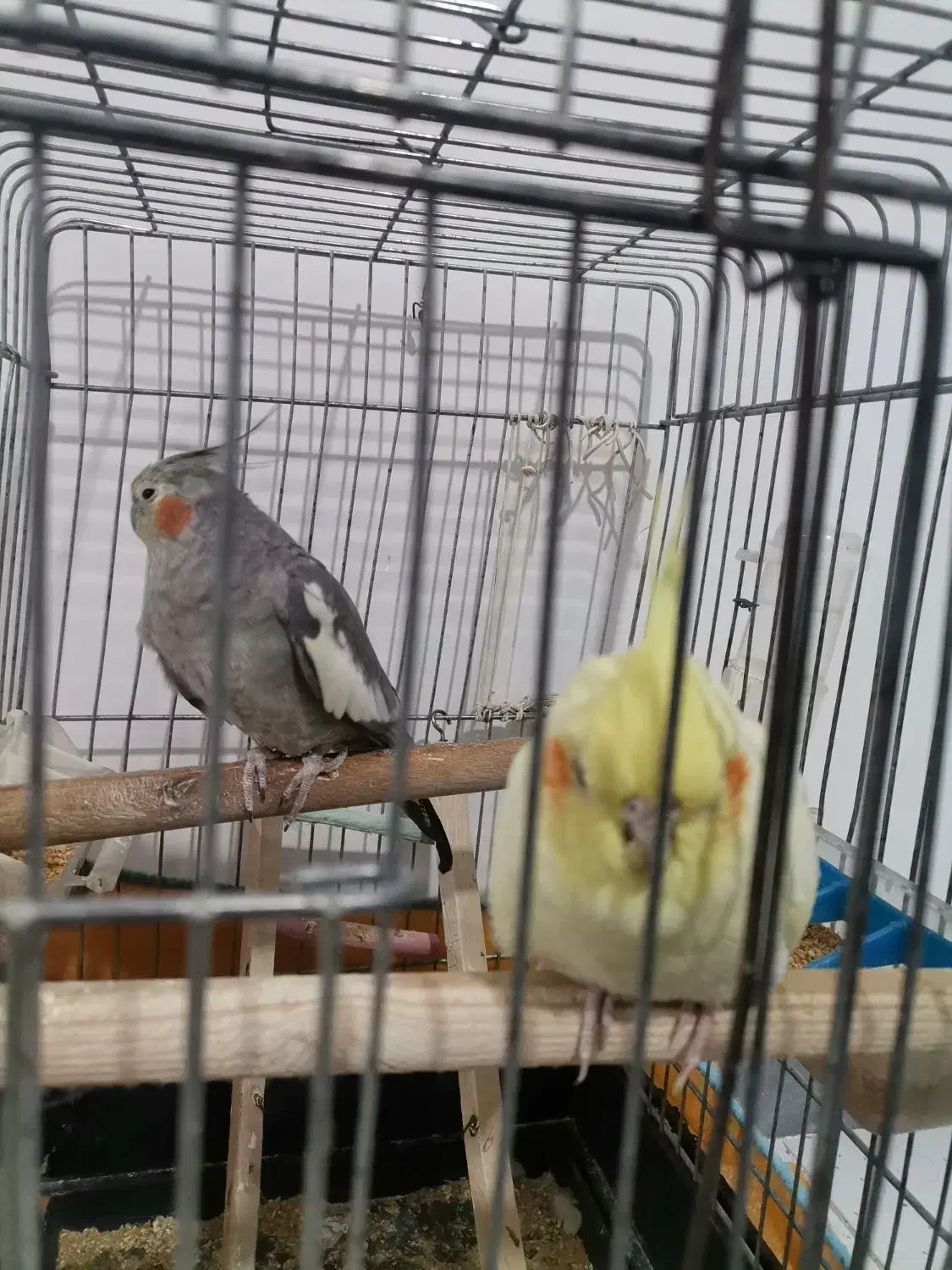 عروس هلندی|پرنده|گلستان (تهران), |دیوار