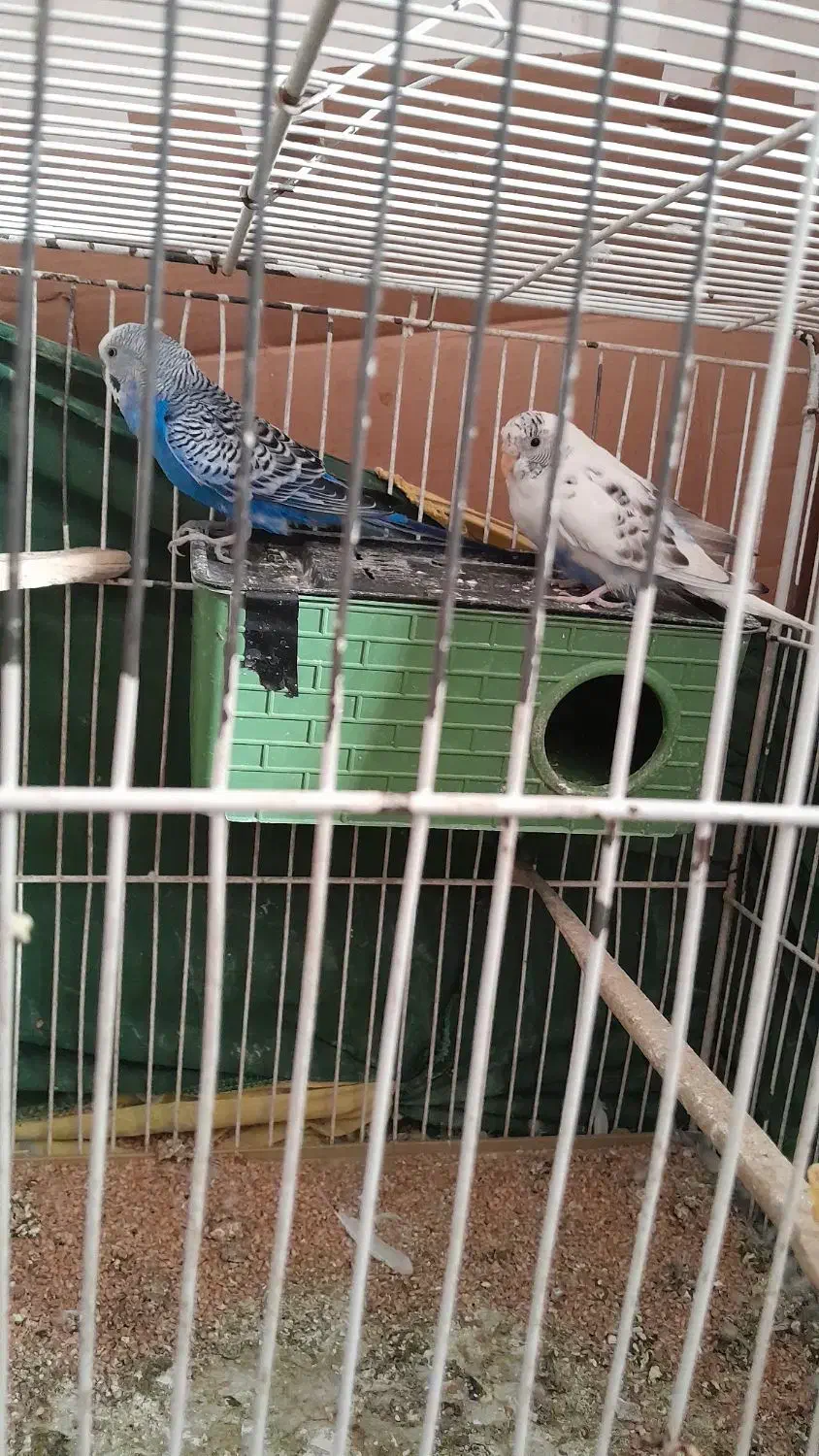 مرغ عشق بشرط معاوضه با عروس هلندی|پرنده|اشتهارد, |دیوار