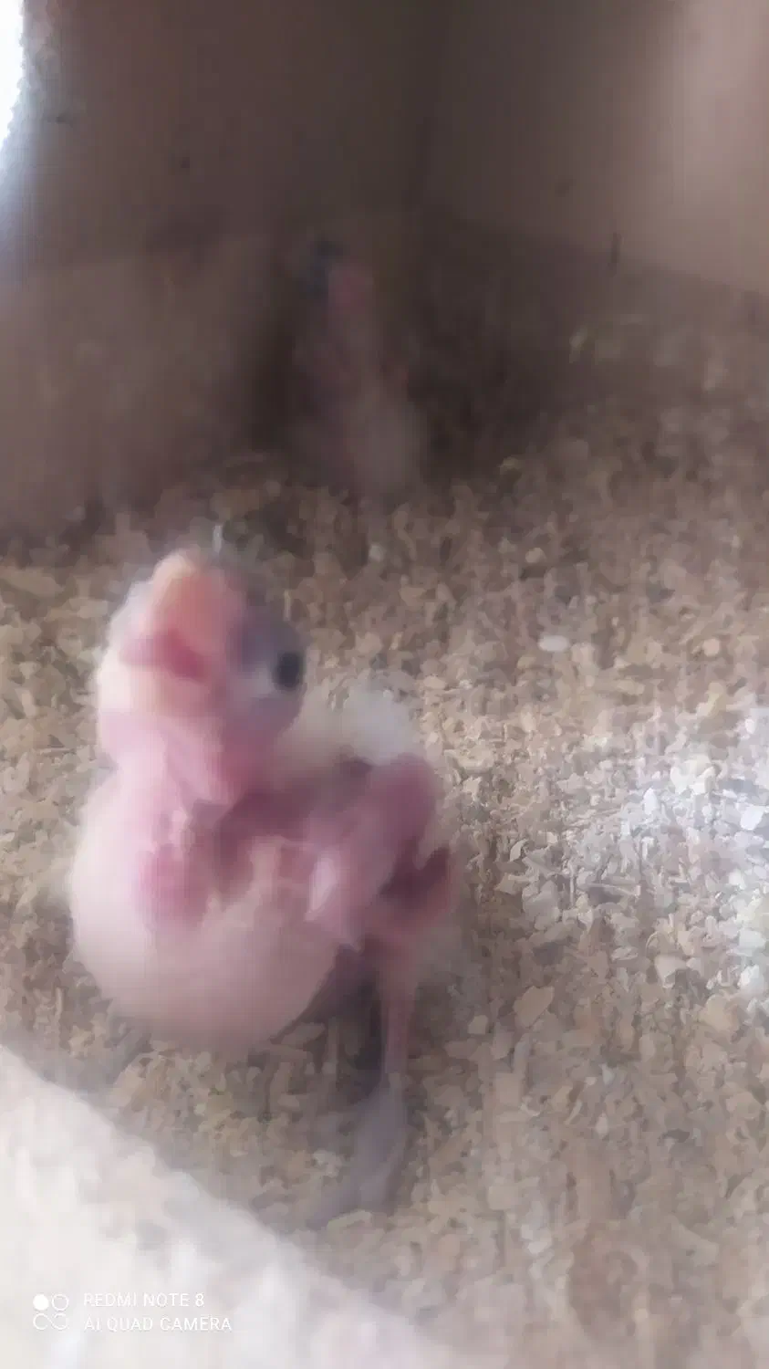 یک جفت عروس هلندی سینامون و وایت فیس|پرنده|شاهینشهر, شهرک سایت|دیوار