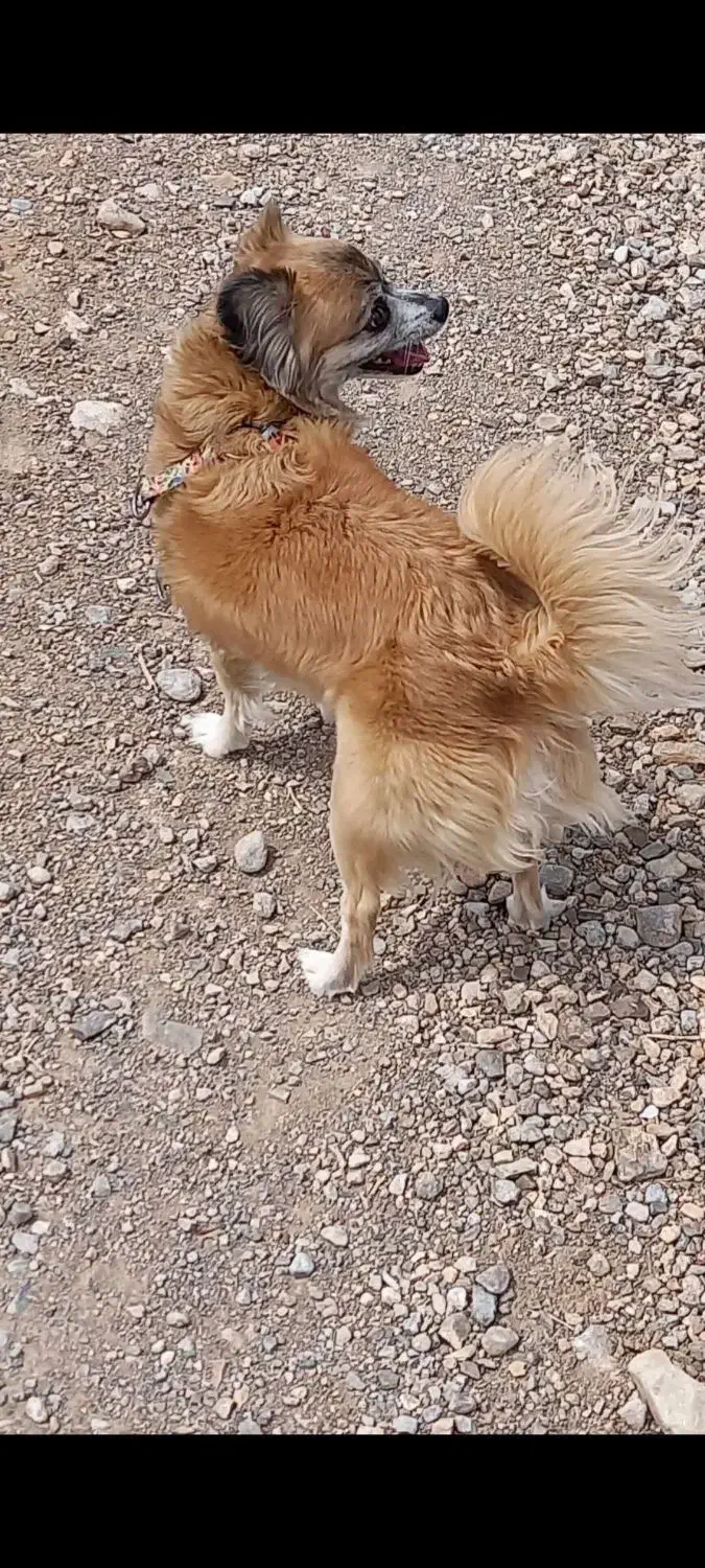 سگ گمشده|حیوانات|نجف‌آباد, پادگان|دیوار