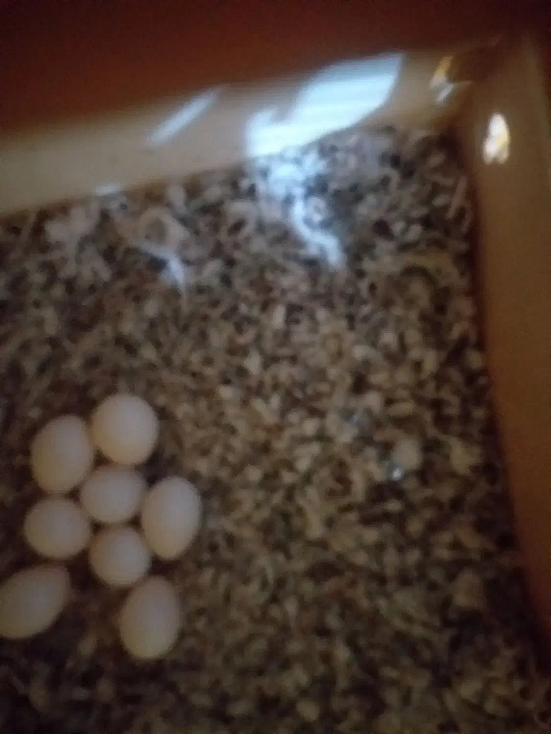 سلام یک جفت فنج کرم لایت|پرنده|شیراز, مسلم|دیوار