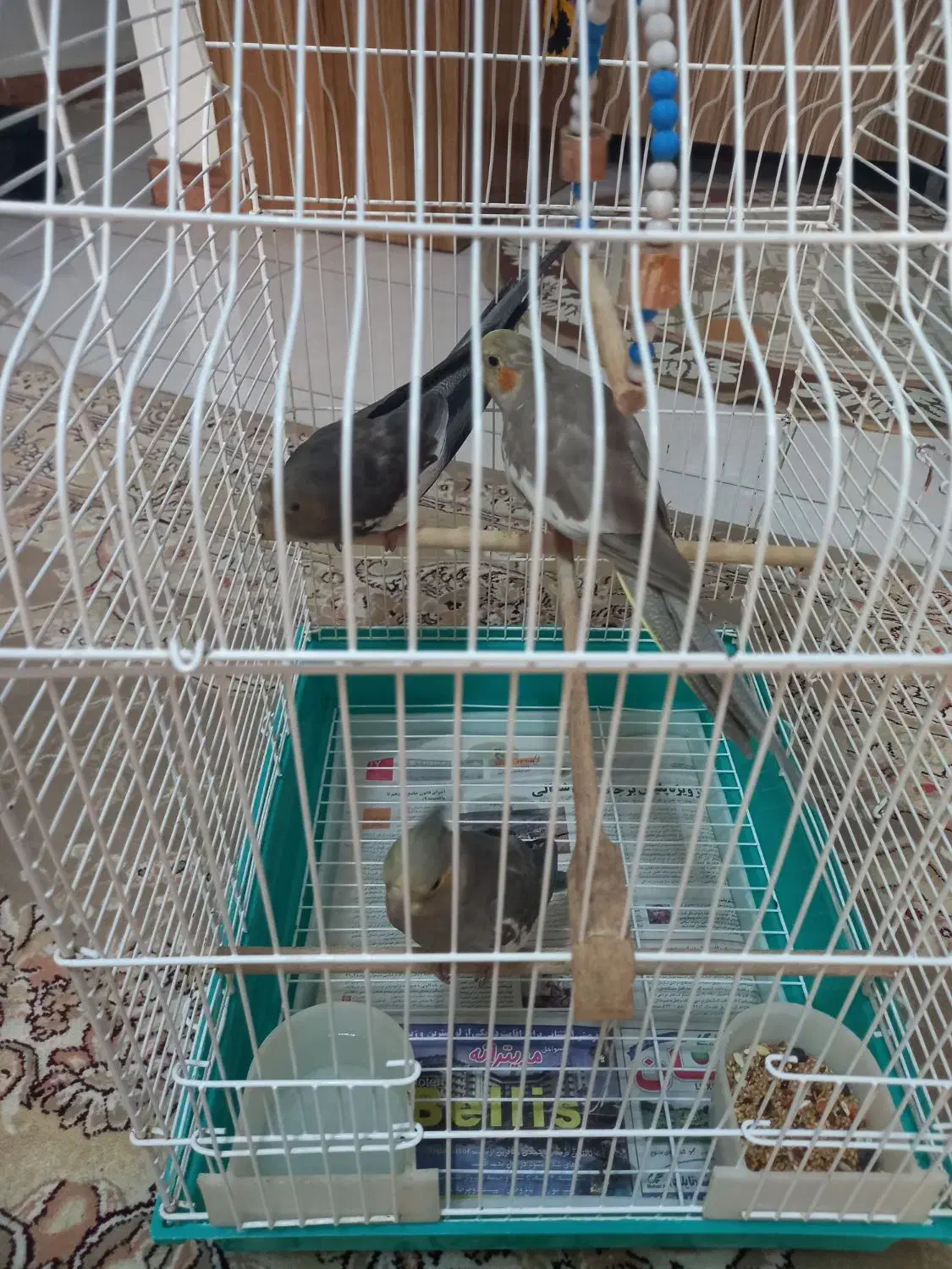 طوطی عروس هلندی|پرنده|سنگر, |دیوار