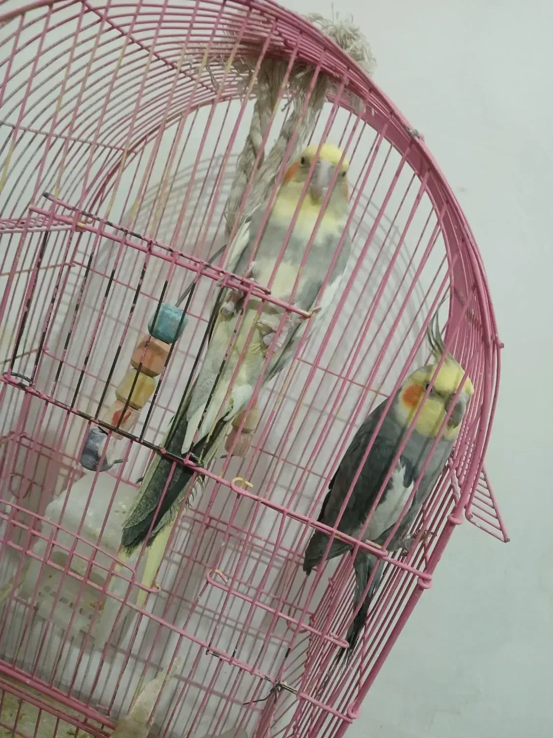 عروس هلندی|پرنده|زنجان, |دیوار