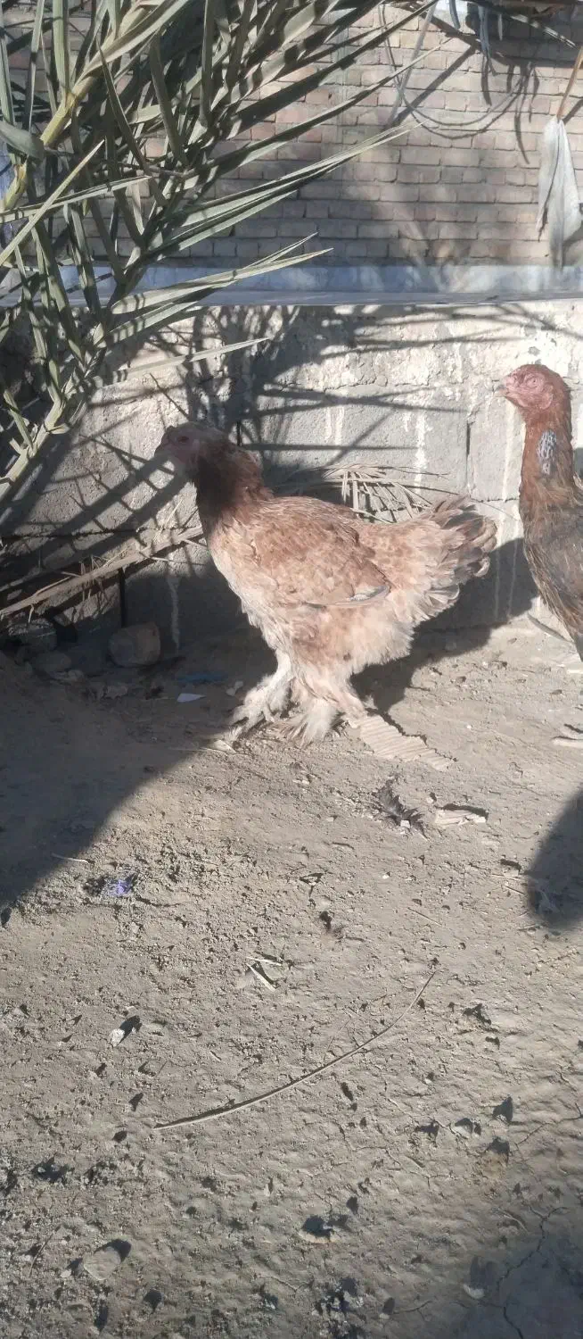 مرغ خروس برهما قشنگ|حیوانات مزرعه|سراوان, |دیوار