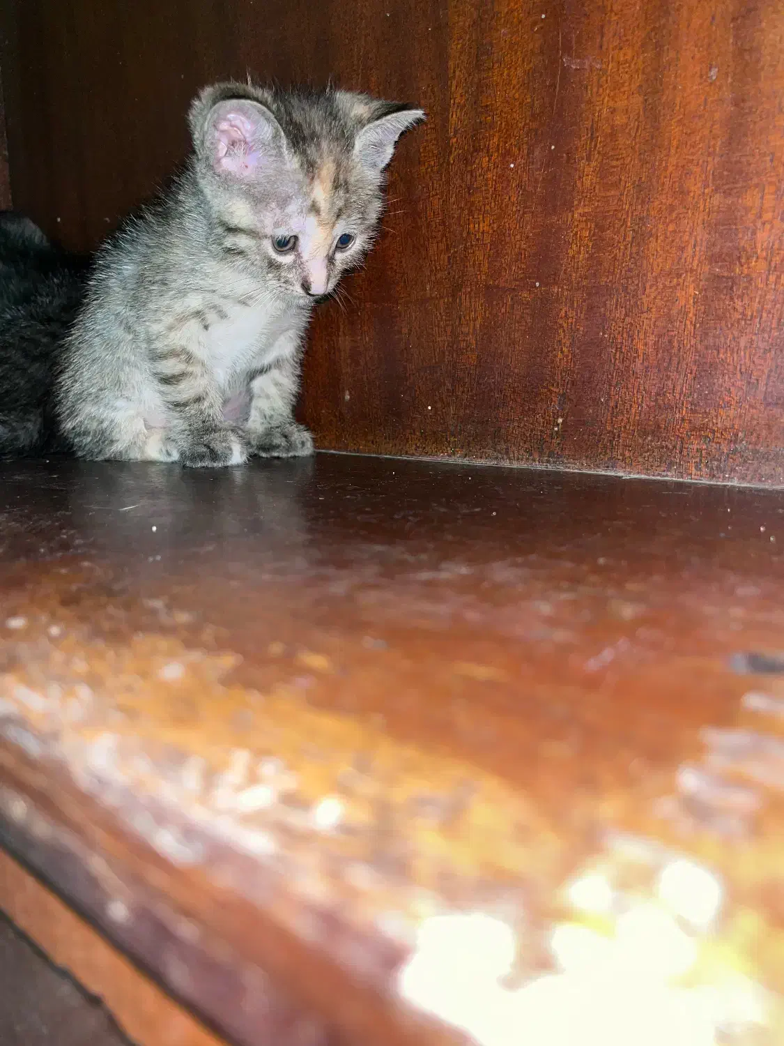 گربه|گربه|ساری, |دیوار