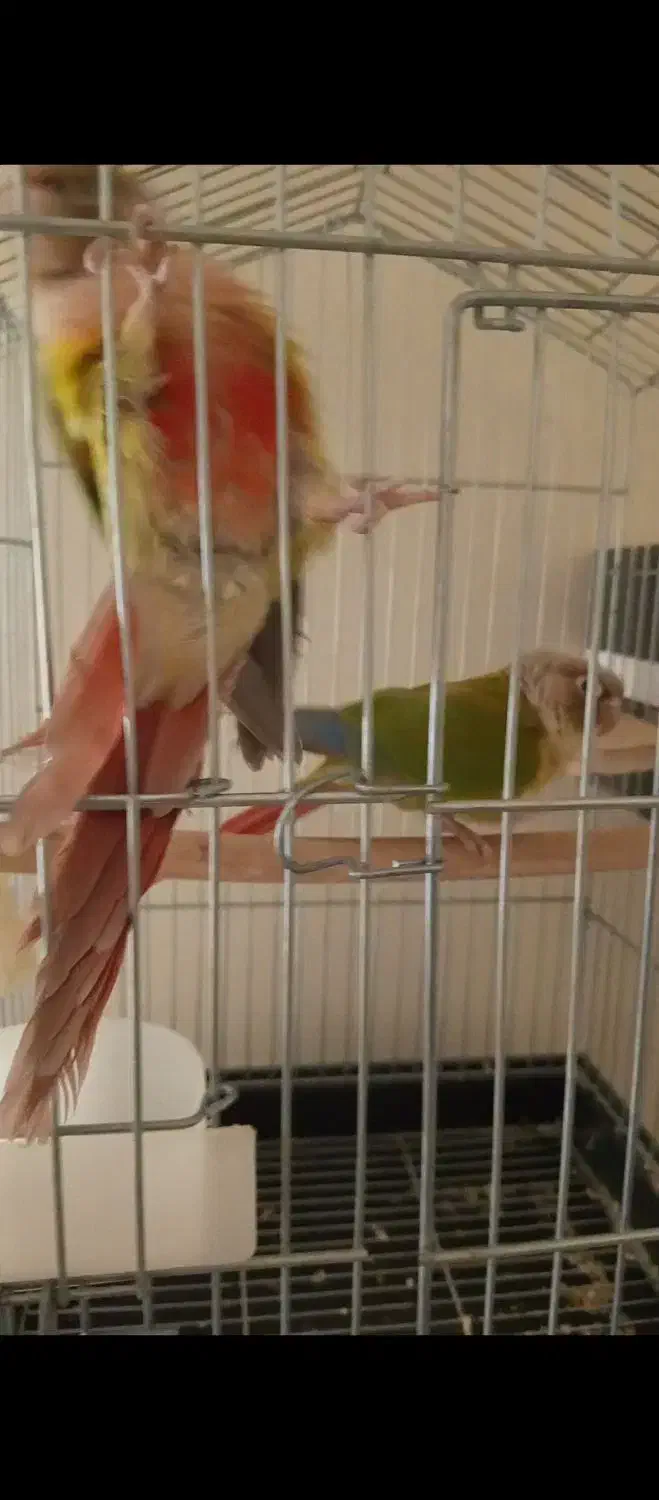 گرینچیک دستی مولد|پرنده|شاهین‌شهر, مسکن مهر|دیوار