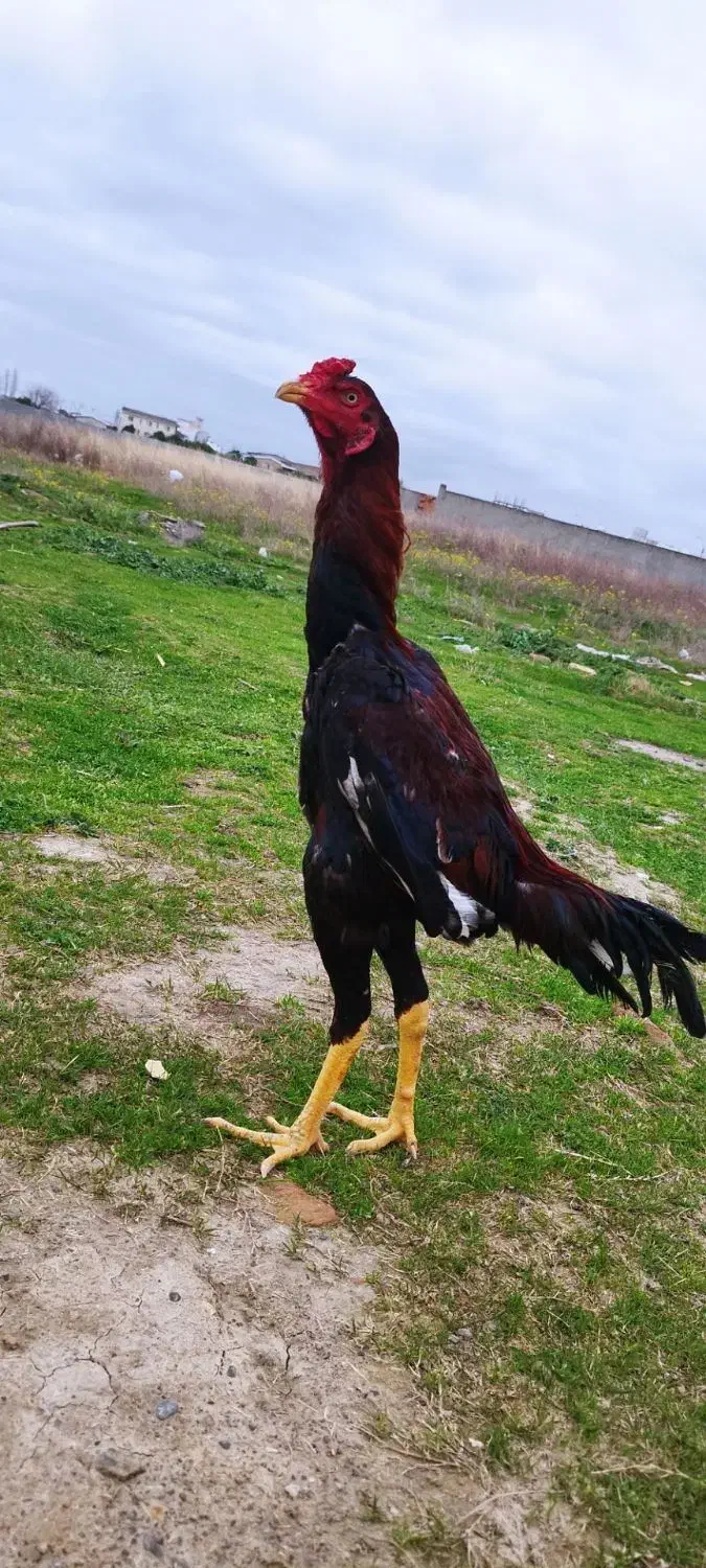 لاری جوجه|پرنده|سرپل ذهاب, |دیوار