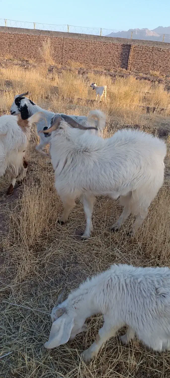 نری پاکستانی|حیوانات مزرعه|ماهان, |دیوار