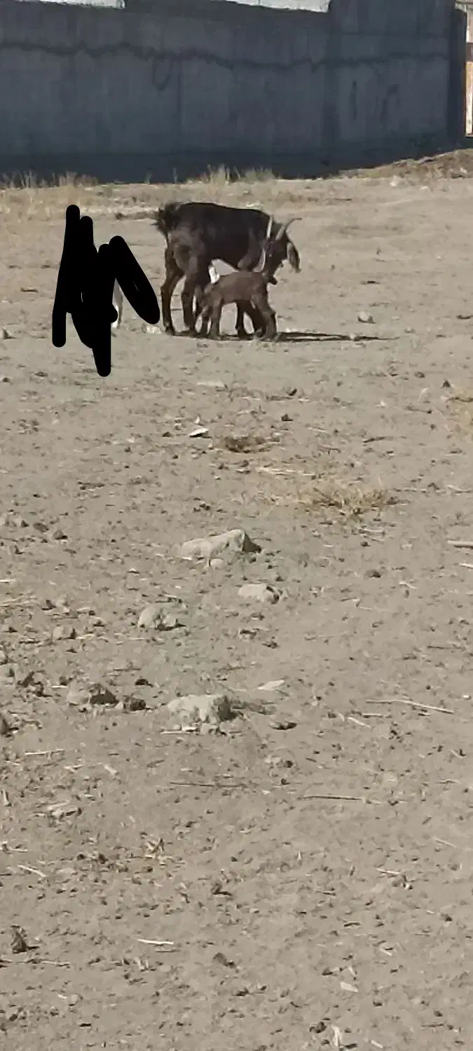 بز پاکستانی دوقلو زا بز با دوتا بزغاله نر و ماده|حیوانات مزرعه|مشهد, امیرآباد|دیوار