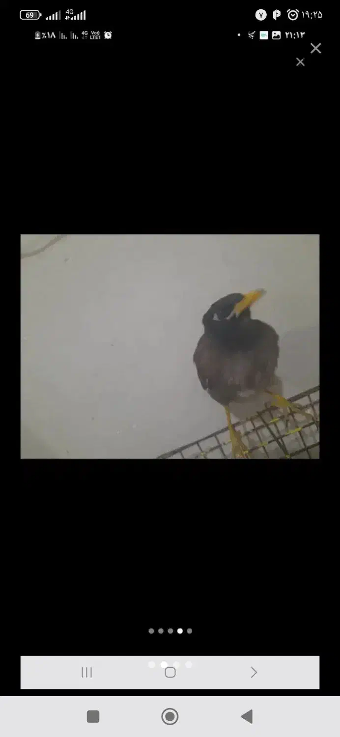 مرغ مینا معاوضه|پرنده|کلاله, |دیوار