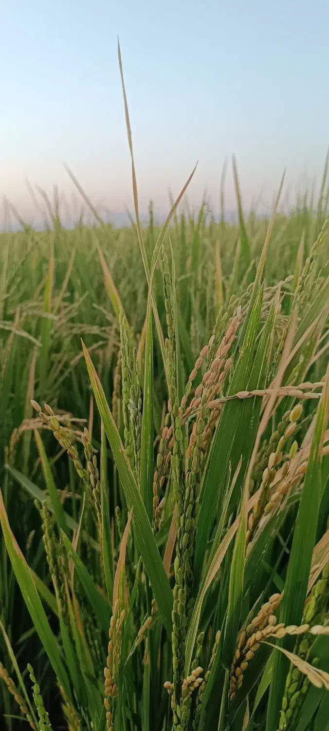 برنج کامفیروزی ،مهجن آباد درجه 1بشرط پخت|خوردنی و آشامیدنی|شیراز, صاحب الزمان|دیوار