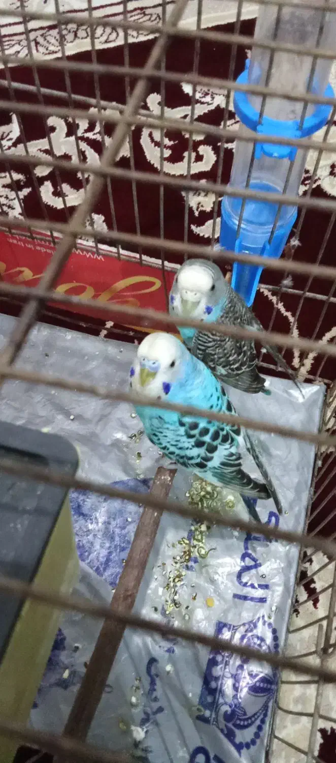 اهواز کوت عبدالله|پرنده|کارون, |دیوار