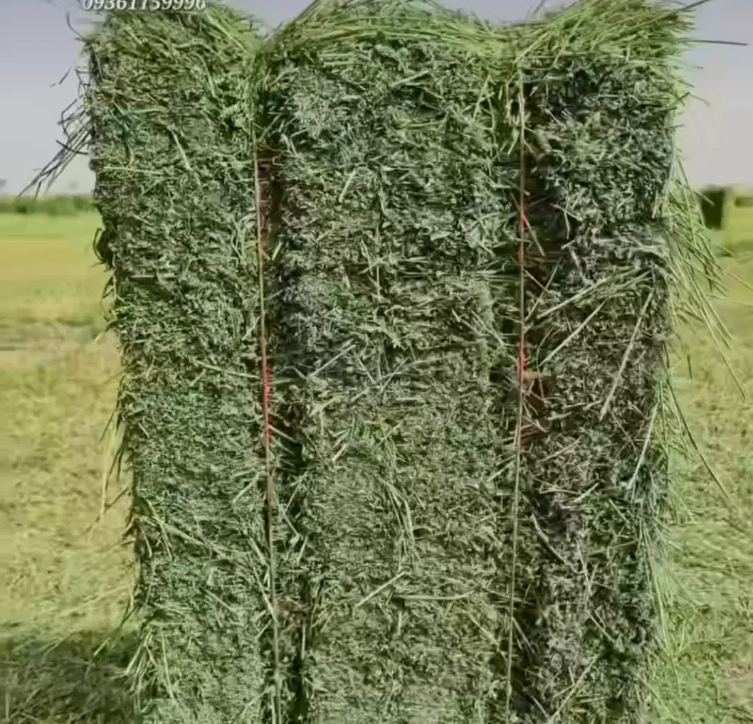 فروش پرس یونجه درجه۱ ممتاز درشهر نافچ ،کیلو ۲۸هزار|خدمات باغبانی و درختکاری|شهرکرد, |دیوار