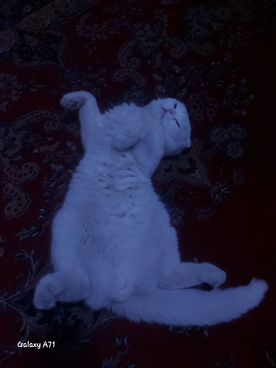 گربه برای جفت گیری|گربه|کرمان, |دیوار