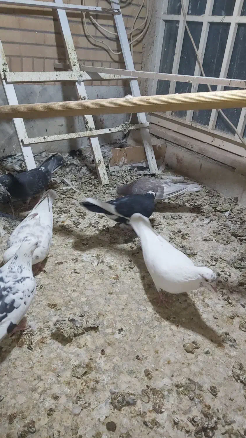 کفتر ۶عدد یکجا|پرنده|کاشان, شهرک فرهنگیان|دیوار