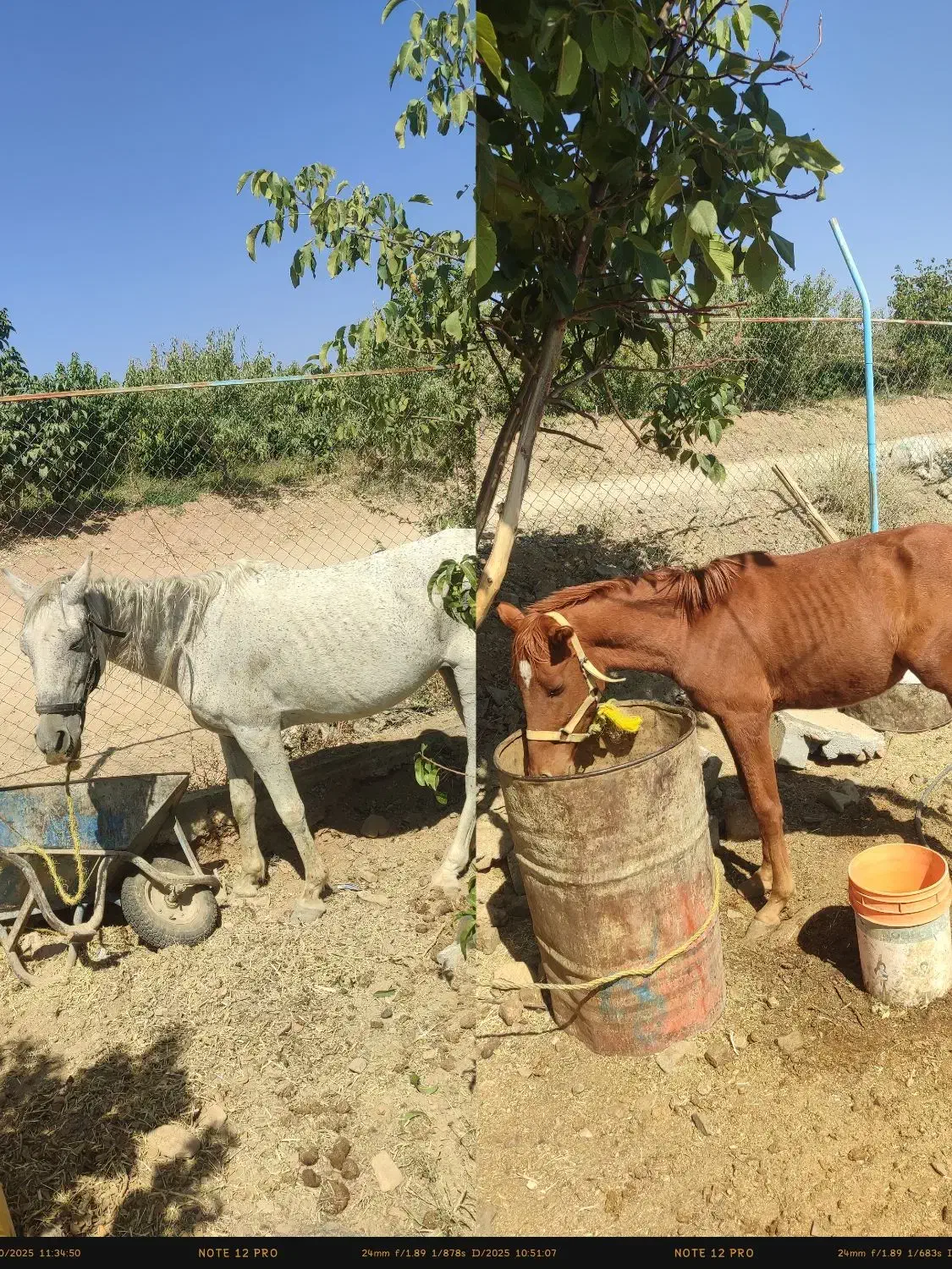 فروش مادیان وکره|اسب و تجهیزات اسبسواری|سامان, |دیوار