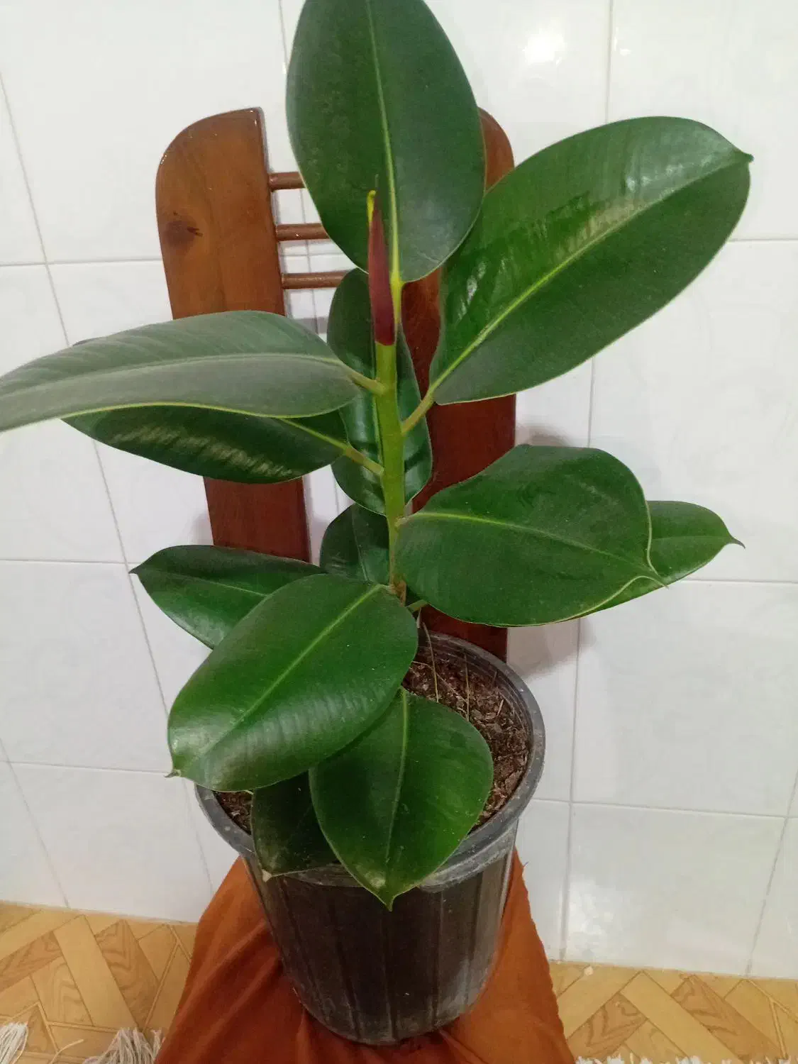 گل خونه گوچک  ۵۰تو ۱۰۰ت|گل و گیاه طبیعی|بجنورد, |دیوار