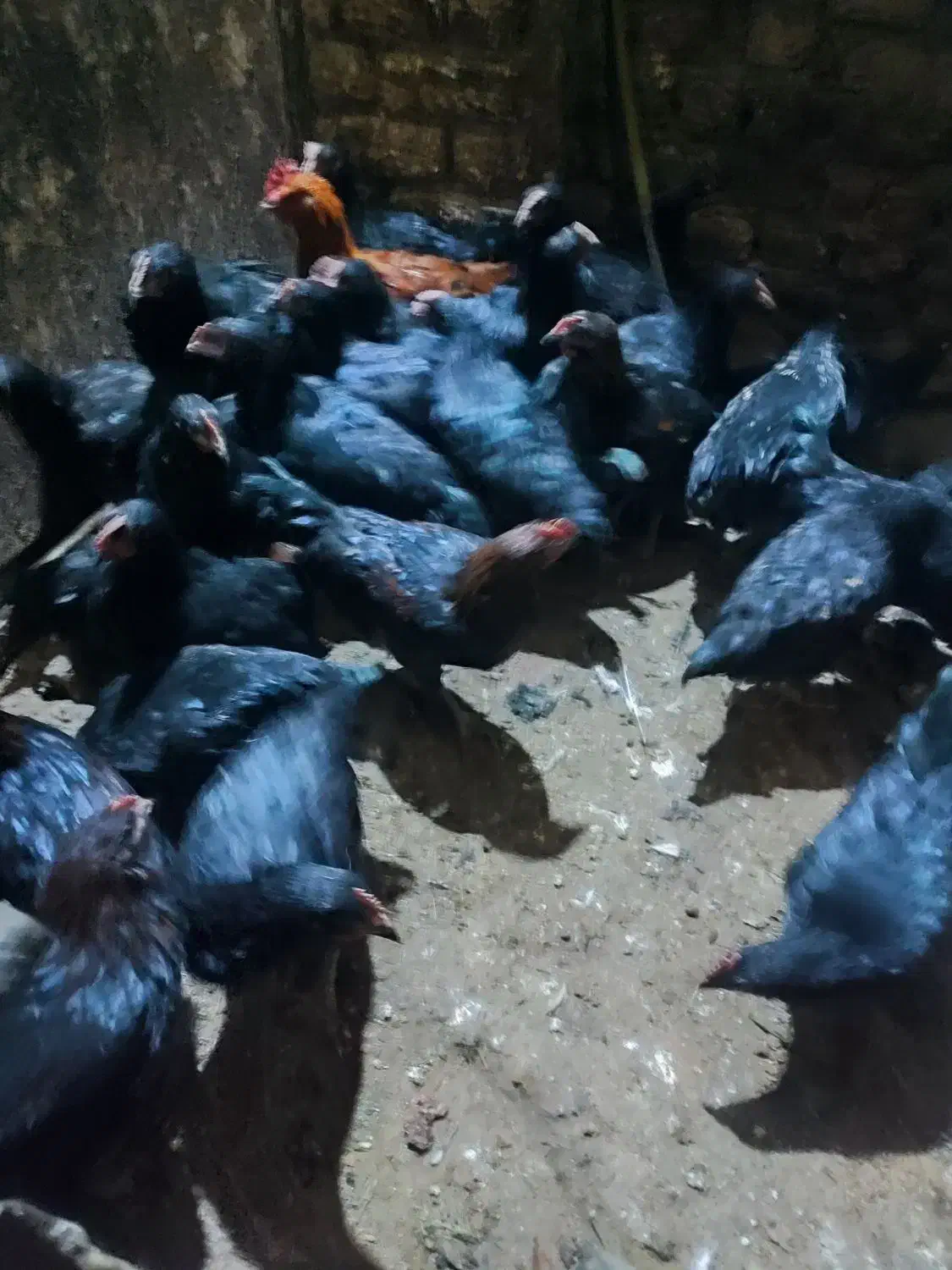 خروس سیاه|حیوانات مزرعه|مشهد, نیزه|دیوار