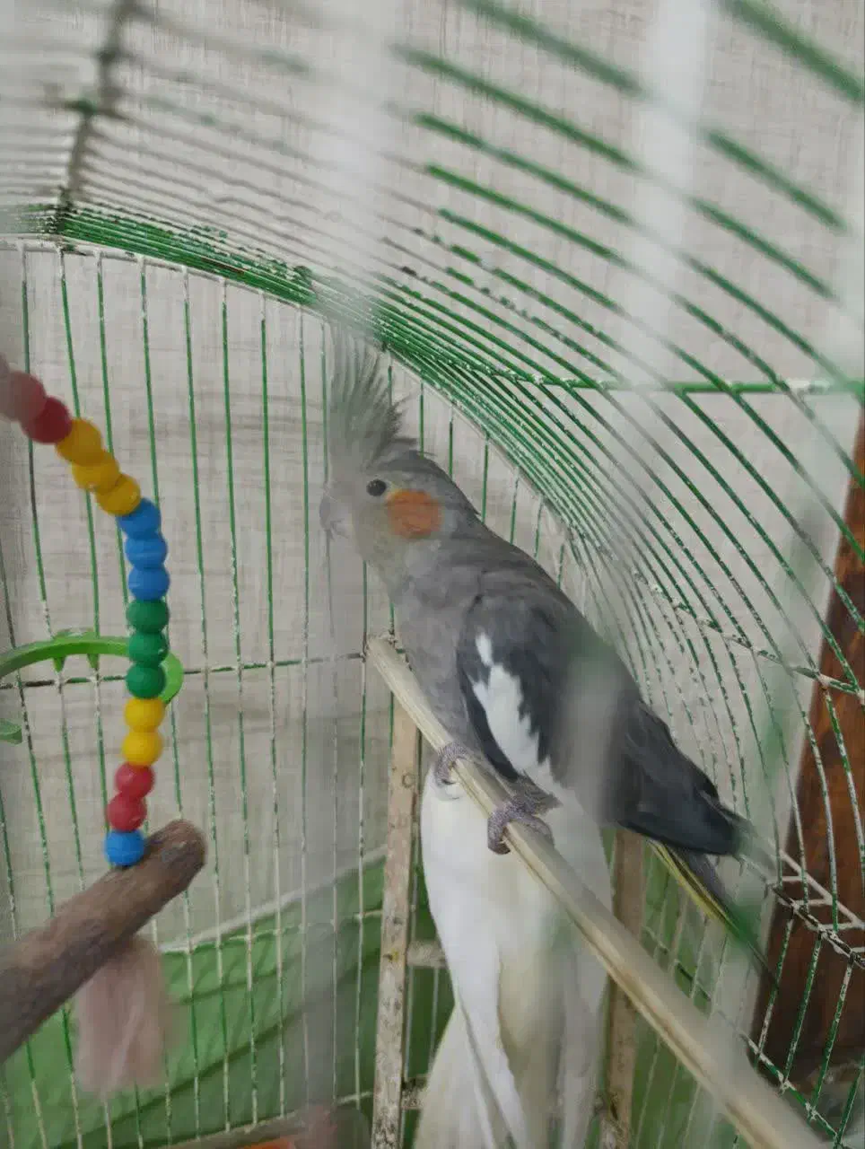 عروس هلندی|پرنده|رشت, باهنر|دیوار