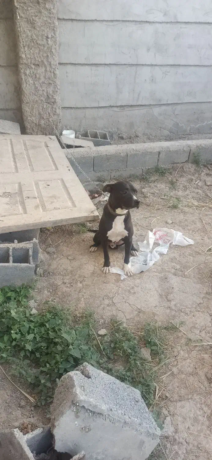 سگ پیتبول پیت بول نر|سگ|اصفهان, بهارستان|دیوار