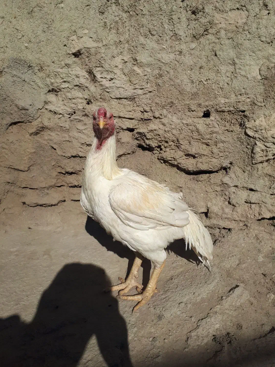 خروس لاری سفید تاج مهر|حیوانات مزرعه|بازرگان, |دیوار