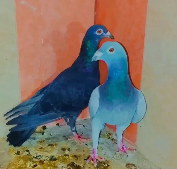 کبوتر|پرنده|زاهدان, |دیوار