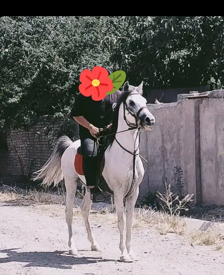 اسب نریان سواری دارو سرودمگیر|اسب و تجهیزات اسب‌سواری|تهران, توحید|دیوار