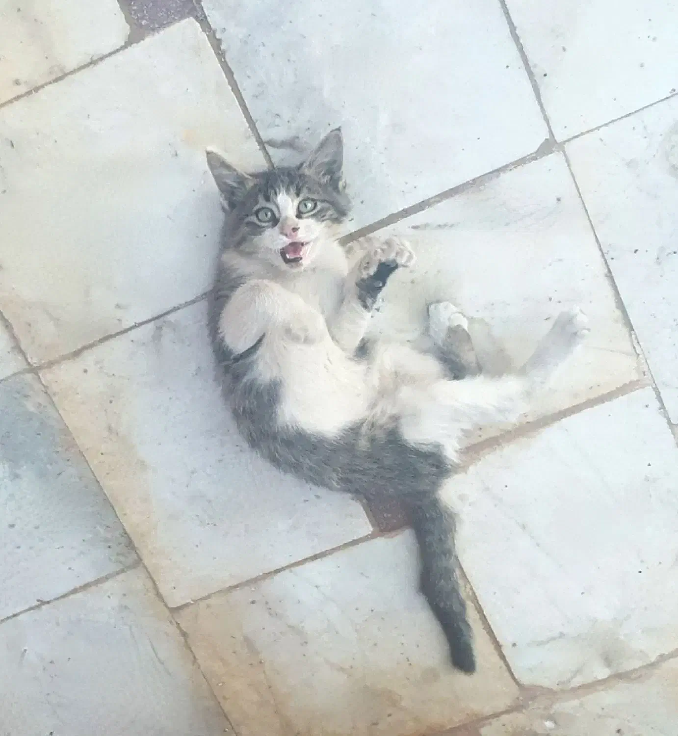 واگذاری گربه، رفسنجان|گربه|رفسنجان, |دیوار